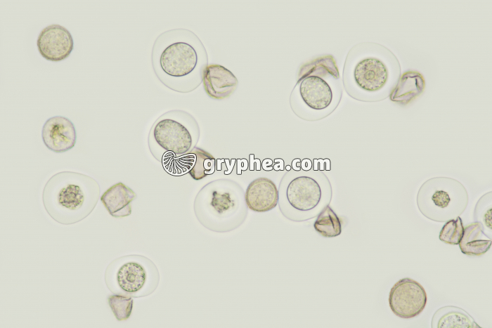 Pollen d'If (Taxus baccata) x100 - gryphea.com